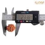 7-Mukhi-Nepal-Rudraksha-23.38-Mm-Op-C.jpg