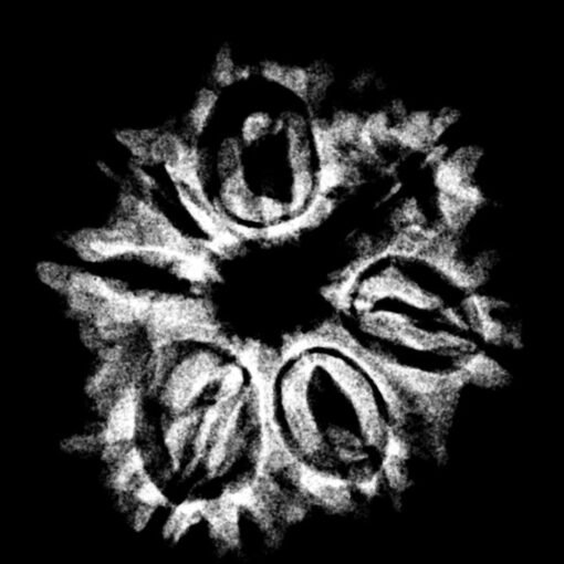 7 Mukhi Nepal Rudraksha (23.38 MM) x-ray