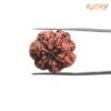 7 Mukhi Nepal Rudraksha (23.85 Mm) 14 7-Mukhi-Nepal-Rudraksha-23.85-Mm-Bp-C.jpg