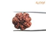7-Mukhi-Nepal-Rudraksha-23.85-Mm-Bp-C.jpg
