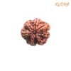 7 Mukhi Nepal Rudraksha (23.85 Mm) 13 7-Mukhi-Nepal-Rudraksha-23.85-Mm-Fp-C.jpg