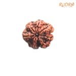 7-Mukhi-Nepal-Rudraksha-23.85-MM-FP-C.jpg