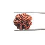 7-Mukhi-Nepal-Rudraksha-23.85-MM-MP-C.jpg