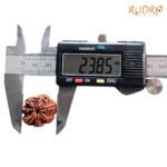 7-Mukhi-Nepal-Rudraksha-23.85-Mm-Op-C.jpg