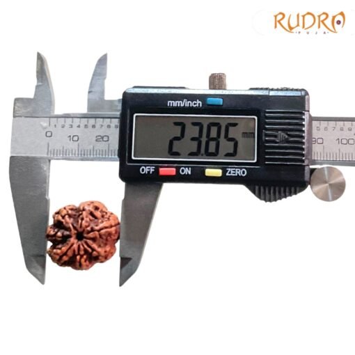 7-Mukhi-Nepal-Rudraksha-23.85-Mm-Op-C.jpg
