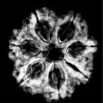 7 Mukhi Nepal Rudraksha (23.85 Mm)