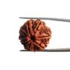 7 Mukhi Nepal Rudraksha (23.98 Mm)