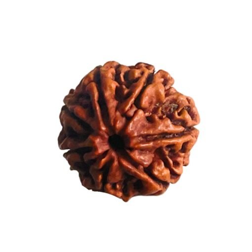 7 Mukhi Nepal Rudraksha (23.98 MM)