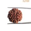 7 Mukhi Nepal Rudraksha (23.98 Mm) 13 7 Mukhi Nepal Rudraksha (23.98 Mm)