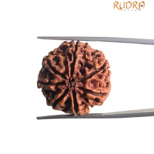 7 Mukhi Nepal Rudraksha (23.98 MM)