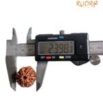 7 Mukhi Nepal Rudraksha (23.98 Mm) 8 7 Mukhi Nepal Rudraksha (23.98 Mm)