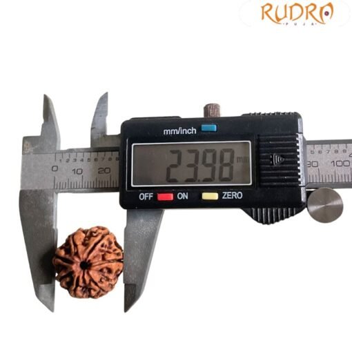 7 Mukhi Nepal Rudraksha (23.98 MM)