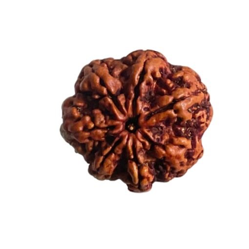 7 Mukhi Nepal Rudraksha (24.05 Mm)