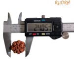 7 Mukhi Nepal Rudraksha (24.05 Mm)