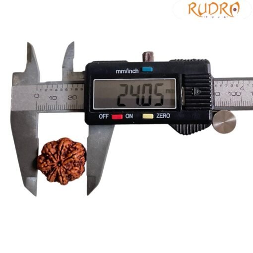 7 Mukhi Nepal Rudraksha (24.05 Mm)