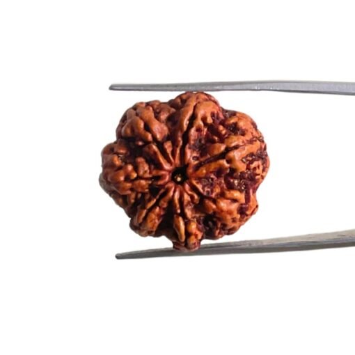 7 Mukhi Nepal Rudraksha (24.05 Mm)