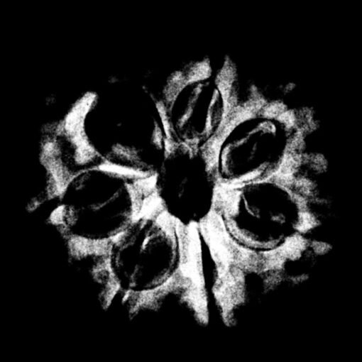7 Mukhi Nepal Rudraksha (24.05 MM) x-ray