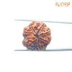 7-Mukhi-Nepal-Rudraksha-24.12-Mm-Bp-C.jpg