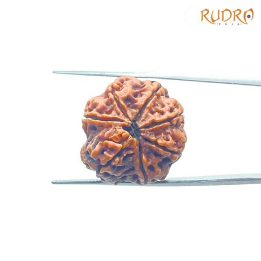 7-Mukhi-Nepal-Rudraksha-24.12-Mm-Bp-C.jpg