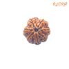 7 Mukhi Nepal Rudraksha (24.12 Mm) 13 7-Mukhi-Nepal-Rudraksha-24.12-Mm-Fp-C.jpg