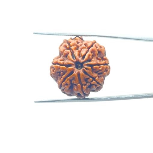7-Mukhi-Nepal-Rudraksha-24.12-Mm-Mp-C.jpg