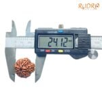 7-Mukhi-Nepal-Rudraksha-24.12-Mm-Op-C.jpg