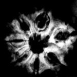 7 Mukhi Nepal Rudraksha (24.12 Mm) X-Ray