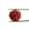 7 Mukhi Nepal Rudraksha (24.45 MM)