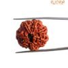 7 Mukhi Nepal Rudraksha (24.45 Mm) 13 7 Mukhi Nepal Rudraksha (24.45 Mm)