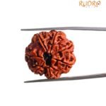 7 Mukhi Nepal Rudraksha (24.45 MM)
