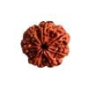 7 Mukhi Nepal Rudraksha (24.45 Mm) 14 7 Mukhi Nepal Rudraksha (24.45 Mm)