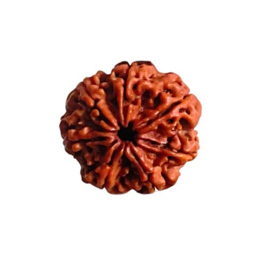 7 Mukhi Nepal Rudraksha (24.45 Mm)