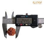 7 Mukhi Nepal Rudraksha (24.45 Mm)