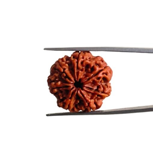 7 Mukhi Nepal Rudraksha (24.45 Mm)