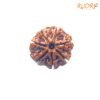 7 Mukhi Nepal Rudraksha (24.70 Mm) 13 7-Mukhi-Nepal-Rudraksha-24.70-Mm-Fp-C.jpg
