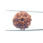 7-Mukhi-Nepal-Rudraksha-24.70-MM-MP-C.jpg