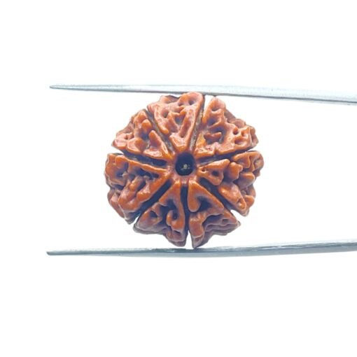 7-Mukhi-Nepal-Rudraksha-24.70-Mm-Mp-C.jpg