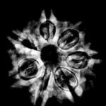 7 Mukhi Nepal Rudraksha (24.70 Mm) 9 7 Mukhi Nepal Rudraksha (24.70 Mm)