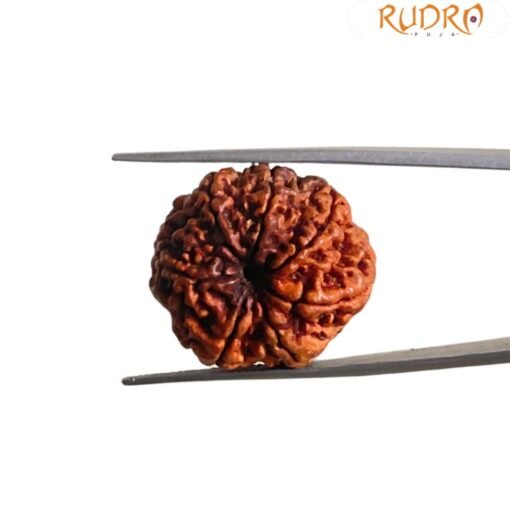 7 Mukhi Nepal Rudraksha (24.90 Mm)