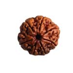 7 Mukhi Nepal Rudraksha (24.90 Mm)
