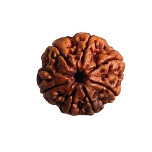 7 Mukhi Nepal Rudraksha (24.90 Mm)