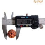 7 Mukhi Nepal Rudraksha (24.90 Mm)