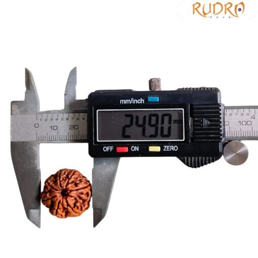 7 Mukhi Nepal Rudraksha (24.90 Mm)
