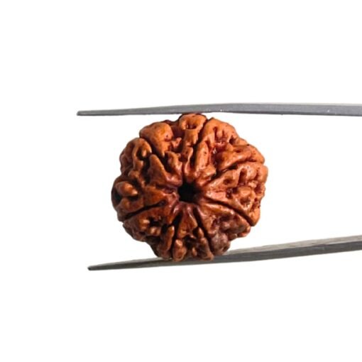 7 Mukhi Nepal Rudraksha (24.90 Mm)