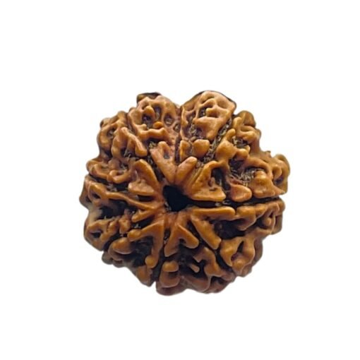 7 Mukhi Nepal Rudraksha (22.20 MM)