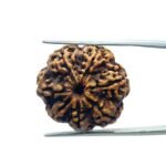 7 Mukhi Nepal Rudraksha (23.32 MM)