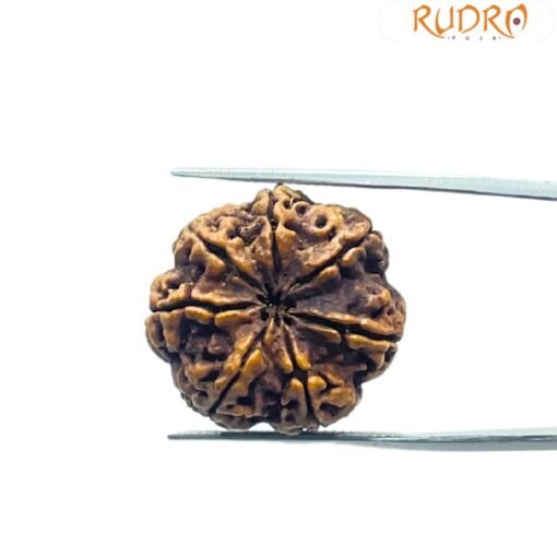 7 Mukhi Nepal Rudraksha (23.32 MM)