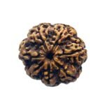 7 Mukhi Nepal Rudraksha (23.32 Mm) 7 7 Mukhi Nepal Rudraksha (23.32 Mm)