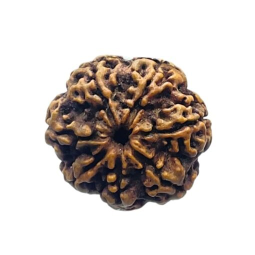 7 Mukhi Nepal Rudraksha (23.32 MM)