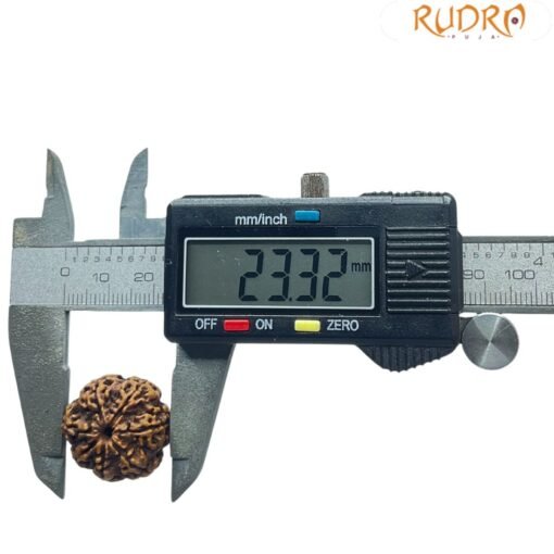 7 Mukhi Nepal Rudraksha (23.32 MM)